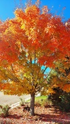 18th Oct 2022 - Our Sugar Maple Tree