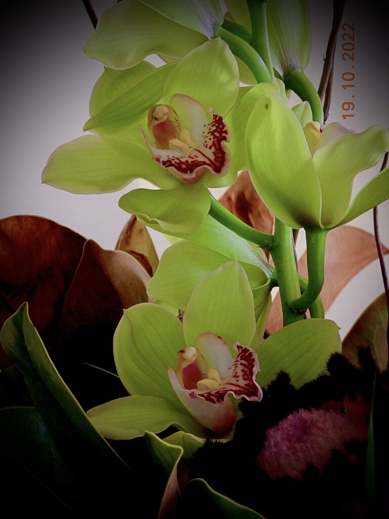 My orchids by maggiemae