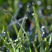 Who knew our lawn looks like this close up in the morning? by anitaw