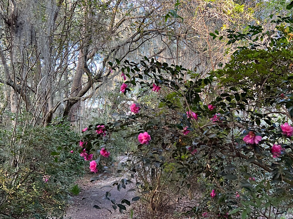 Path in the garden with camellias by congaree