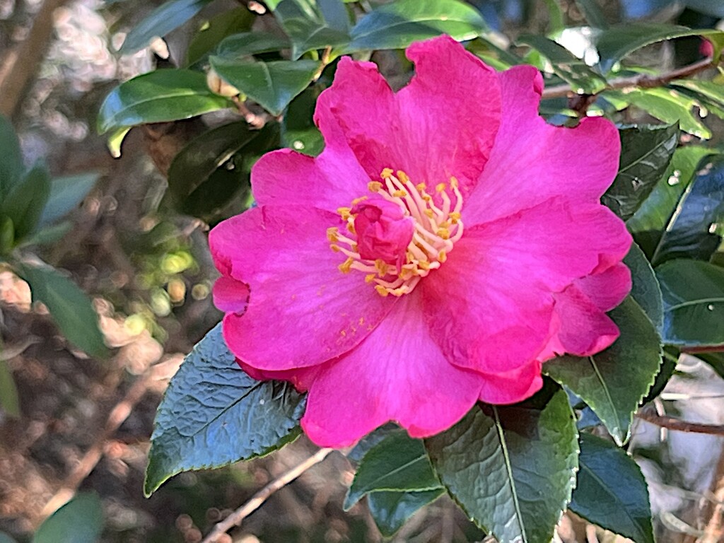 Sasanqua camellia by congaree