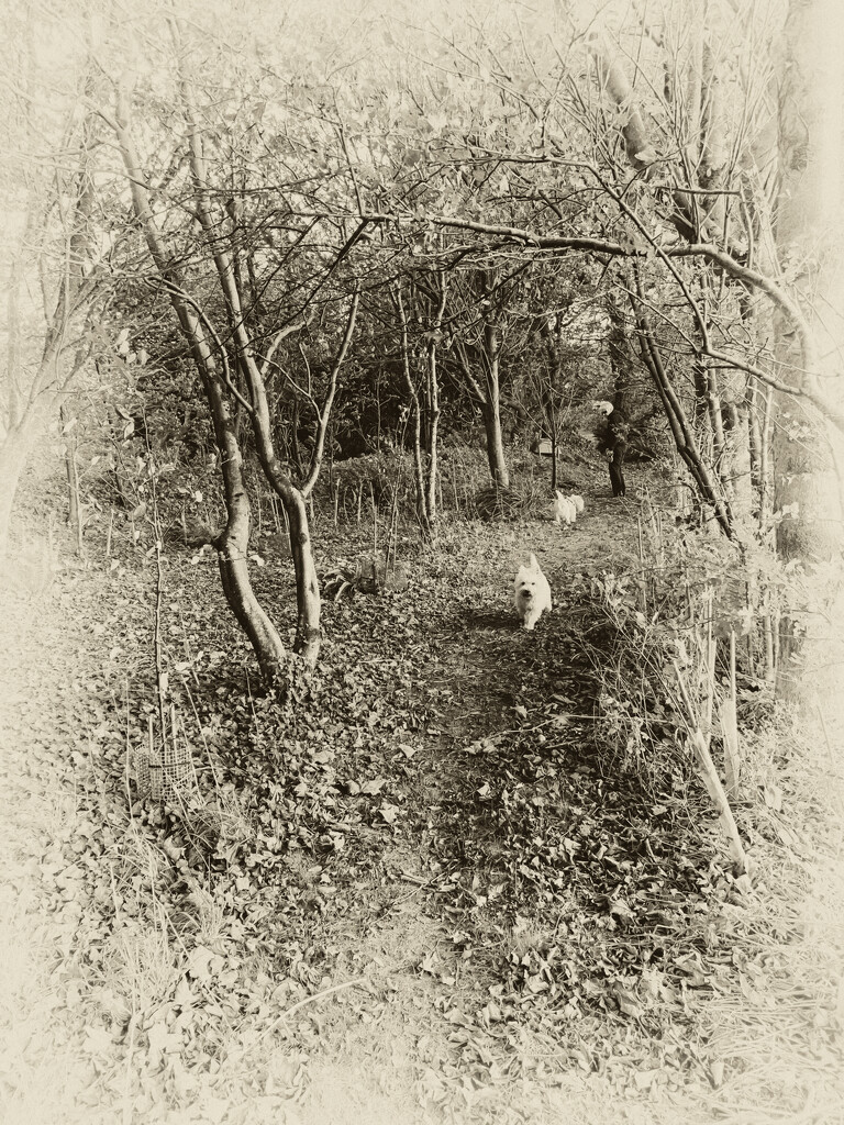Extras - The woods - sepia by pamknowler