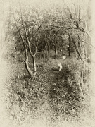 19th Oct 2022 - Extras - The woods - sepia