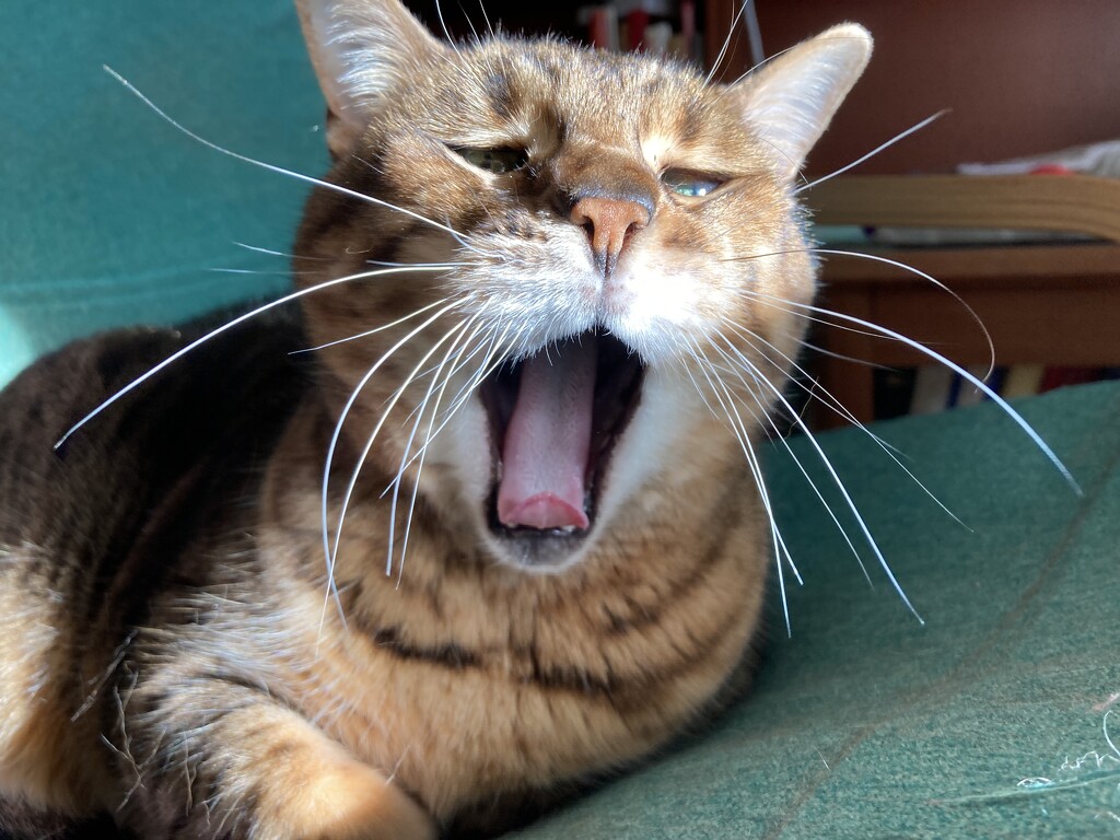 Yawn by katriak