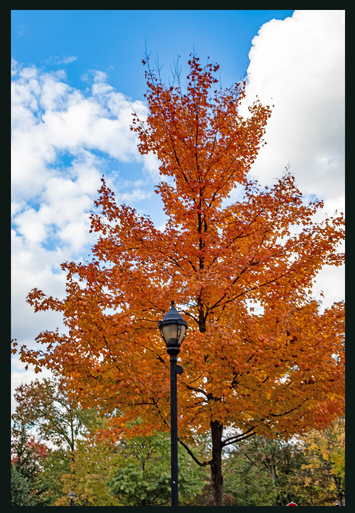 Autumnal Colour — Orange by hjbenson