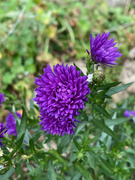 19th Oct 2022 - Asters