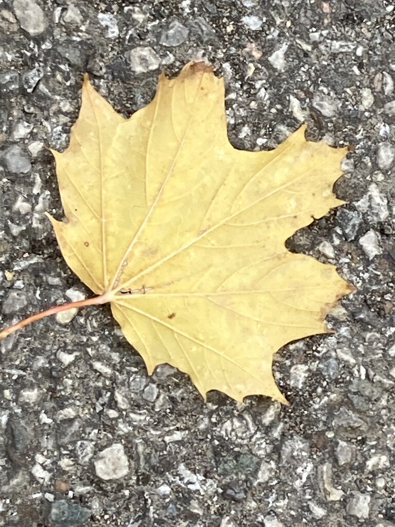 Autumn Leaf by cataylor41