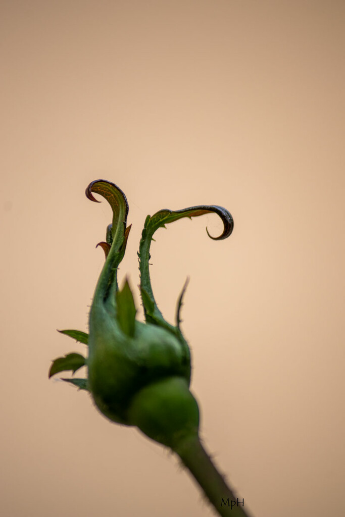 A rose bud (Alien) by cherrymartina