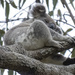 just chillaxing by koalagardens