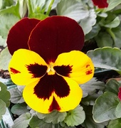 19th Oct 2022 - The humble Pansy