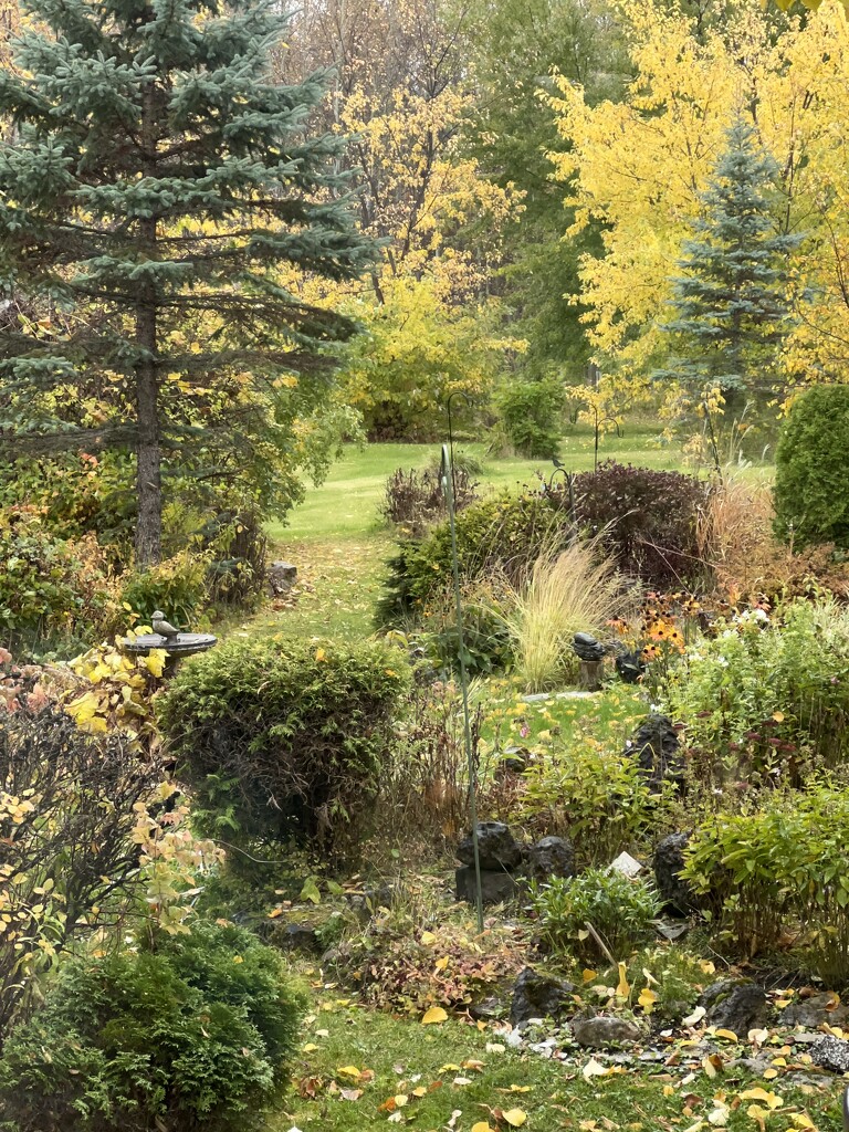 Fall colours in the backyard  by radiogirl