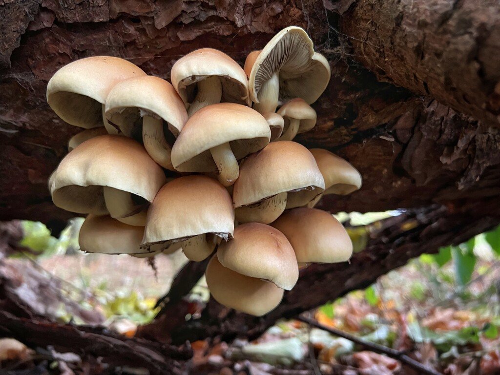 Fungi by gaillambert