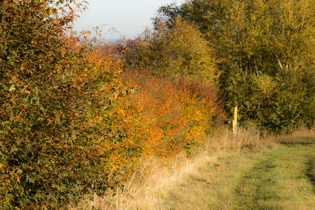 Autumn Hedgerow by shepherdman