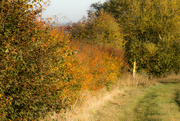 19th Oct 2022 - Autumn Hedgerow