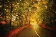 19th Oct 2022 - 2022-10-19 autumnal drive