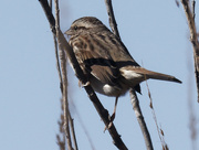 19th Oct 2022 - song sparrow 
