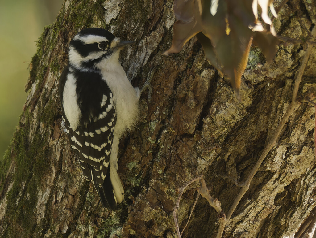 downy woodpecker by rminer