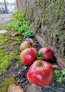 19th Oct 2022 - Fallen apples 