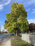 19th Oct 2022 - Tree on my Walk 