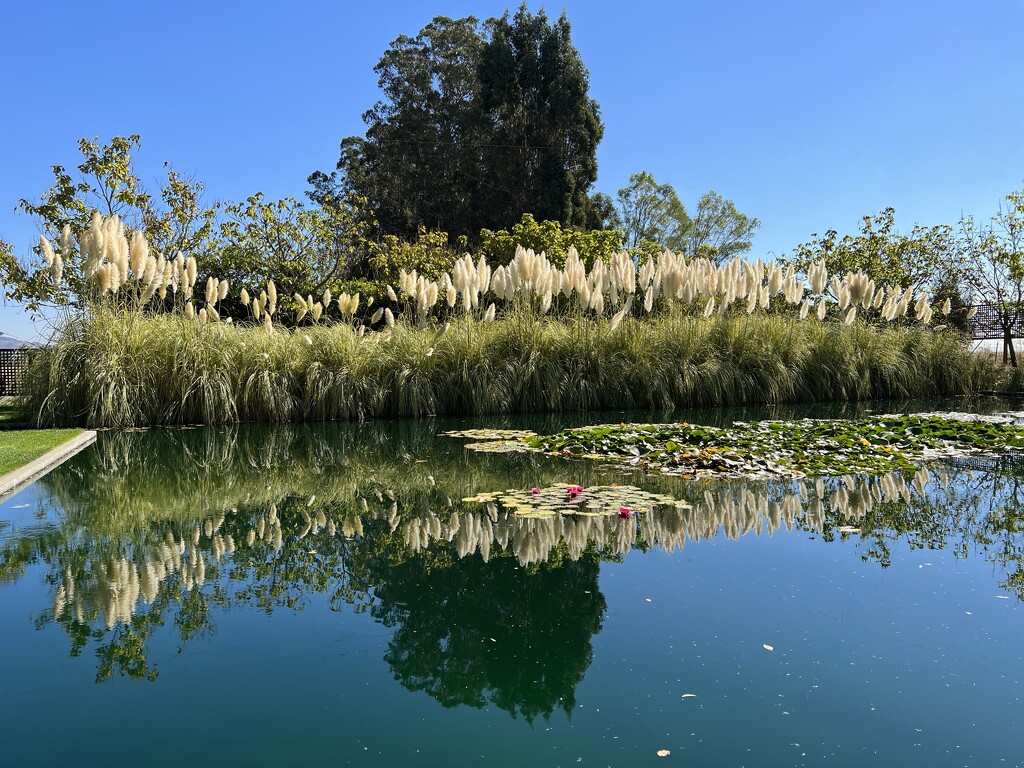 Pampas Grass and Reflection by shutterbug49