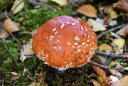 18th Oct 2022 - Fungi