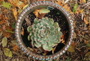 19th Oct 2022 - Fall debris on hens and chicks