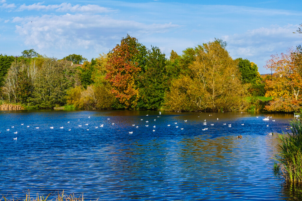 autumn lake by cam365pix