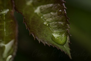 14th Oct 2022 - Droplet on a Rose leaf