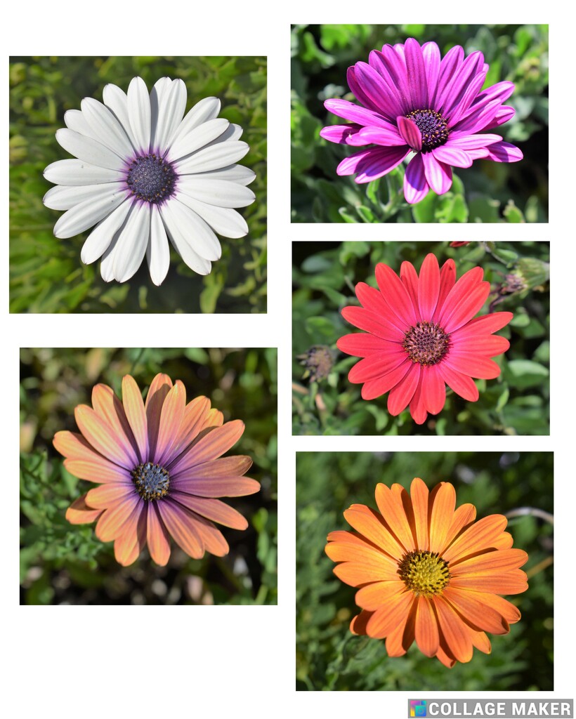 Osteospermums that didn't freeze by sandlily