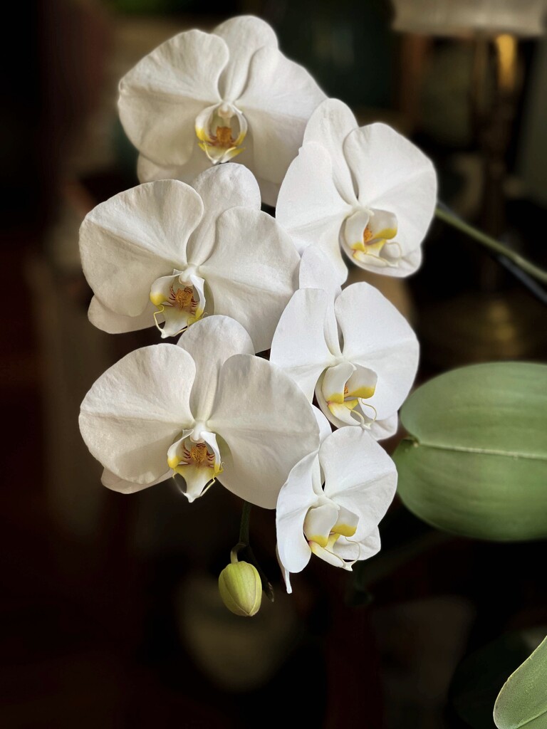 The orchid that keeps astonishing me by berelaxed
