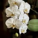 The orchid that keeps astonishing me by berelaxed