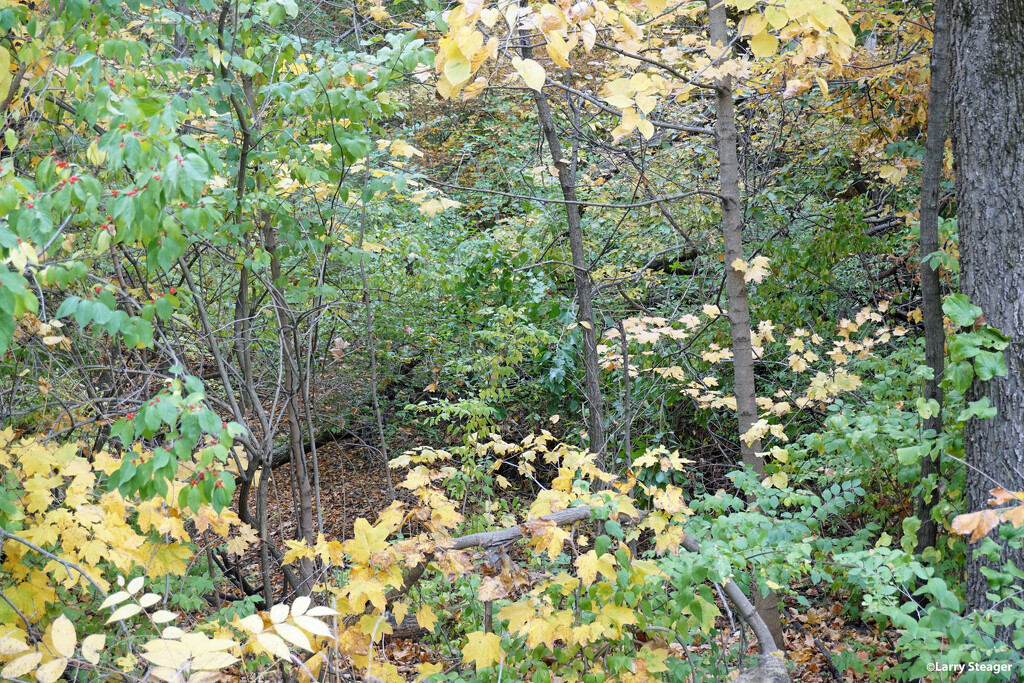 Fall colors in the woods by larrysphotos