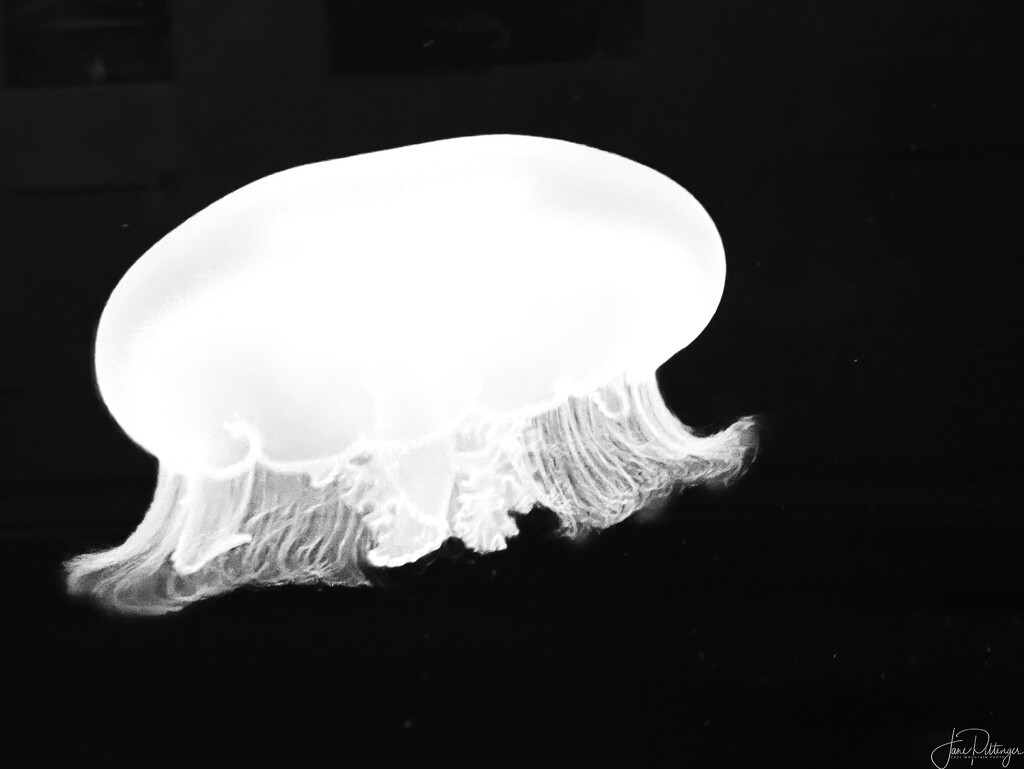 Jellyfish  by jgpittenger