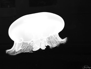 19th Oct 2022 - Jellyfish 
