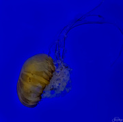 18th Oct 2022 - Jellyfish 2 
