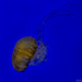 Jellyfish 2  by jgpittenger