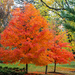 Fall colors by mdaskin