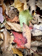 19th Oct 2022 - Leaves at My Feet