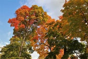 19th Oct 2022 - Fall Colors Up In The Sky