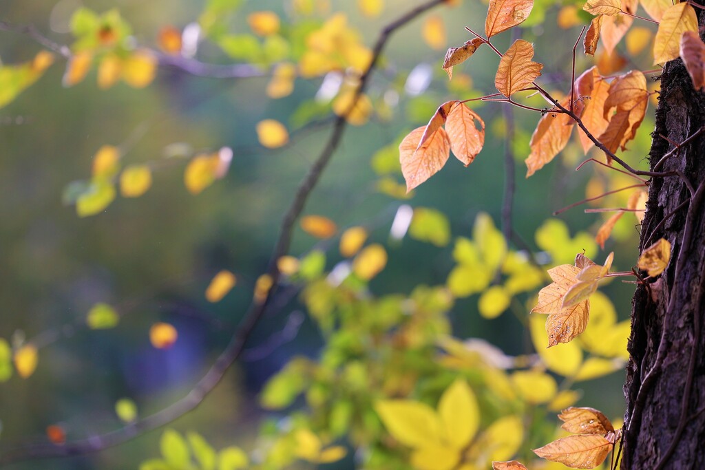 Fall Leaves by lynnz