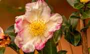 19th Oct 2022 - One Type of Camellia