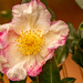 One Type of Camellia by rickster549