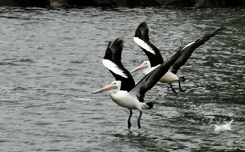 pelicans 3 by mirroroflife