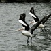 pelicans 3 by mirroroflife