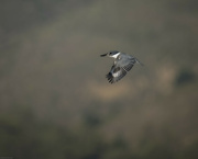 19th Oct 2022 - Belted Kingfisher