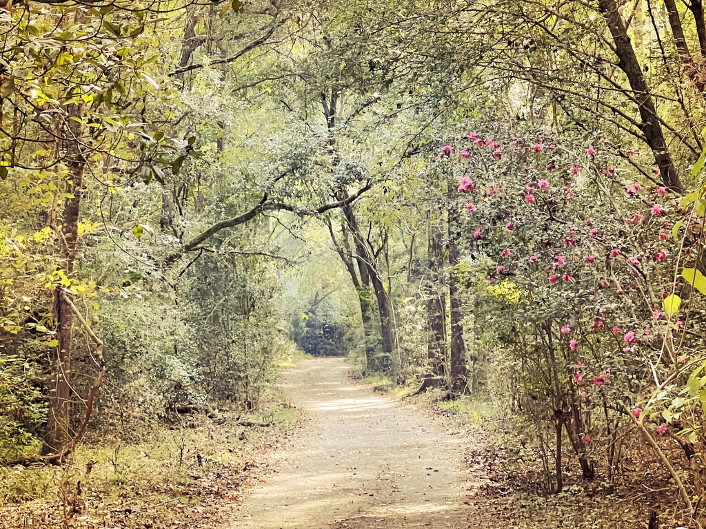Path in the woods with camellias  by congaree
