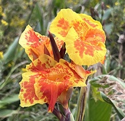 20th Oct 2022 - Orchid canna lily