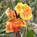 Orchid canna lily by congaree