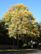 17th Oct 2022 - Golden Tree