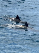 19th Oct 2022 - Spinner Dolphins
